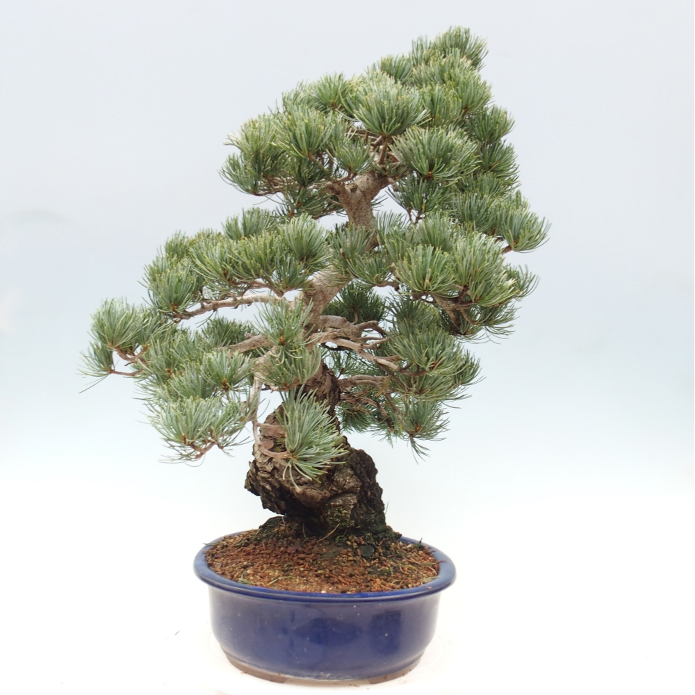 Outdoor bonsai - Pinus parviflora - Mała sosna