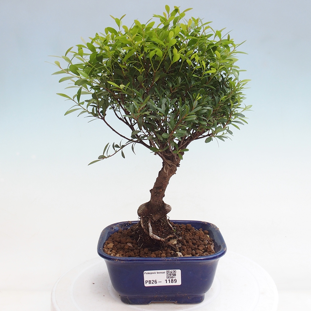 Pokój bonsai - Syzygium - Pimento