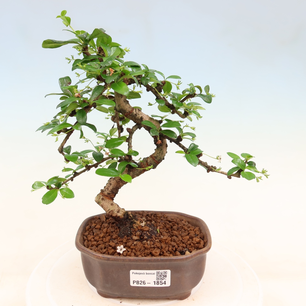 Bonsai pokojowe - Carmona macrophylla - Tea fuki