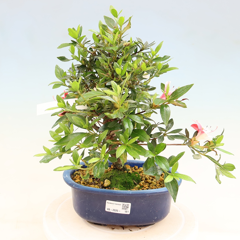 Bonsai zewnętrzne - Azalia japońska - Azalia Senhime