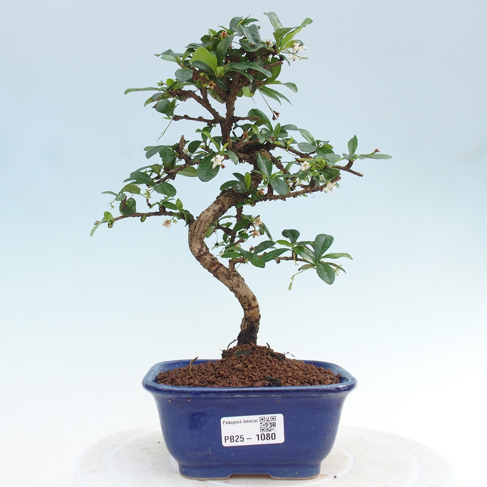 Bonsai wewnętrzne - Carmona makrophylla - Herbata Fuki