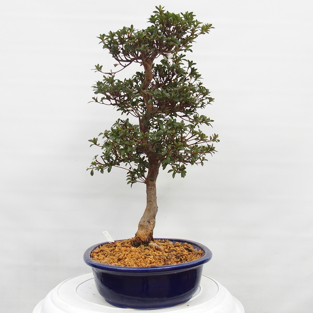 Bonsai zewnętrzne - Azalia japońska - Azalia Hanatsuzuri