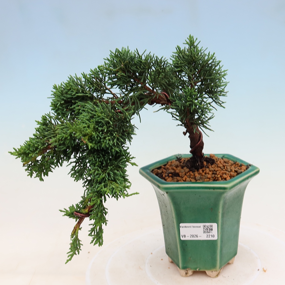 Outdoor bonsai - Juniperus chinensis Kishu