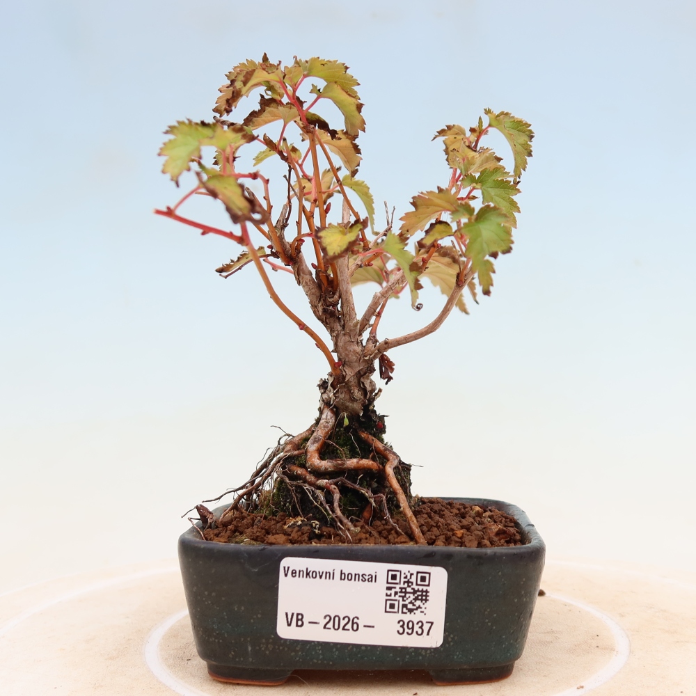 Bonsai ogrodowe – Stephanandra incisa – korona pochyła