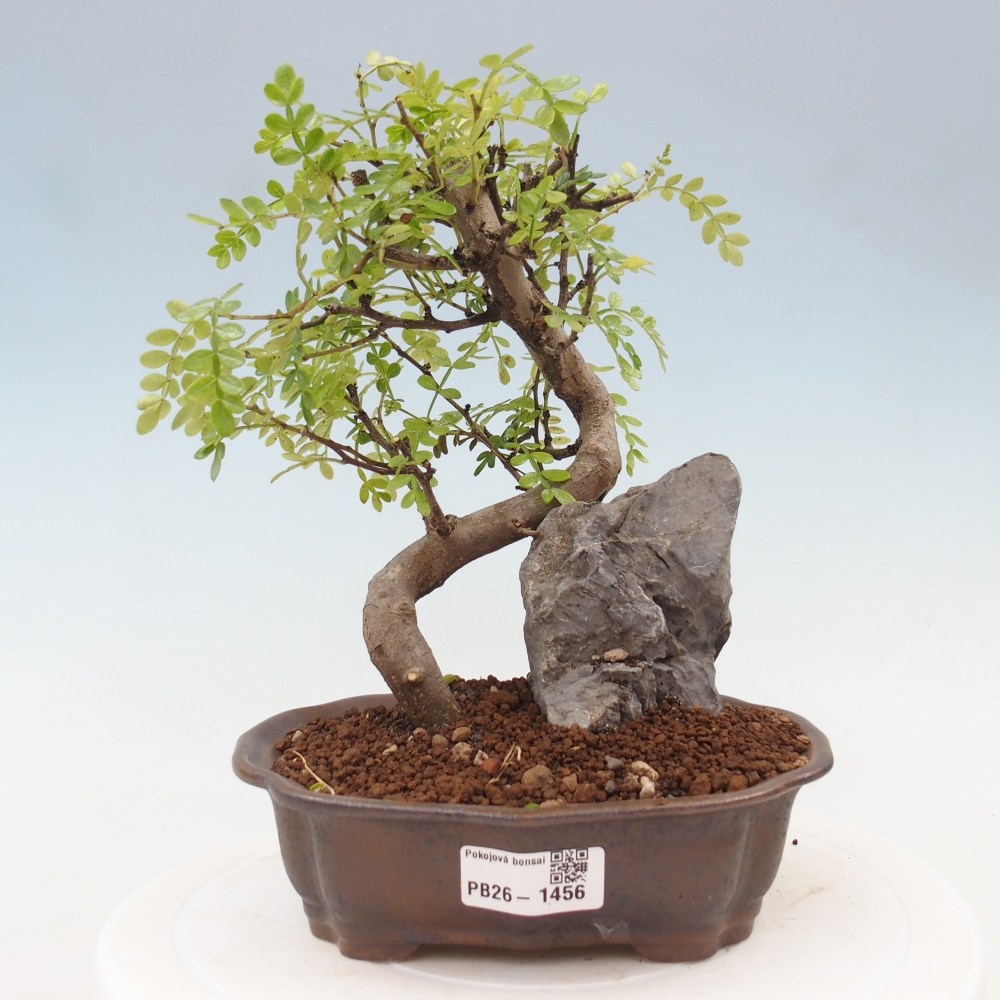 Pokój bonsai - Zantoxylum piperitum - drzewo pieprzowe