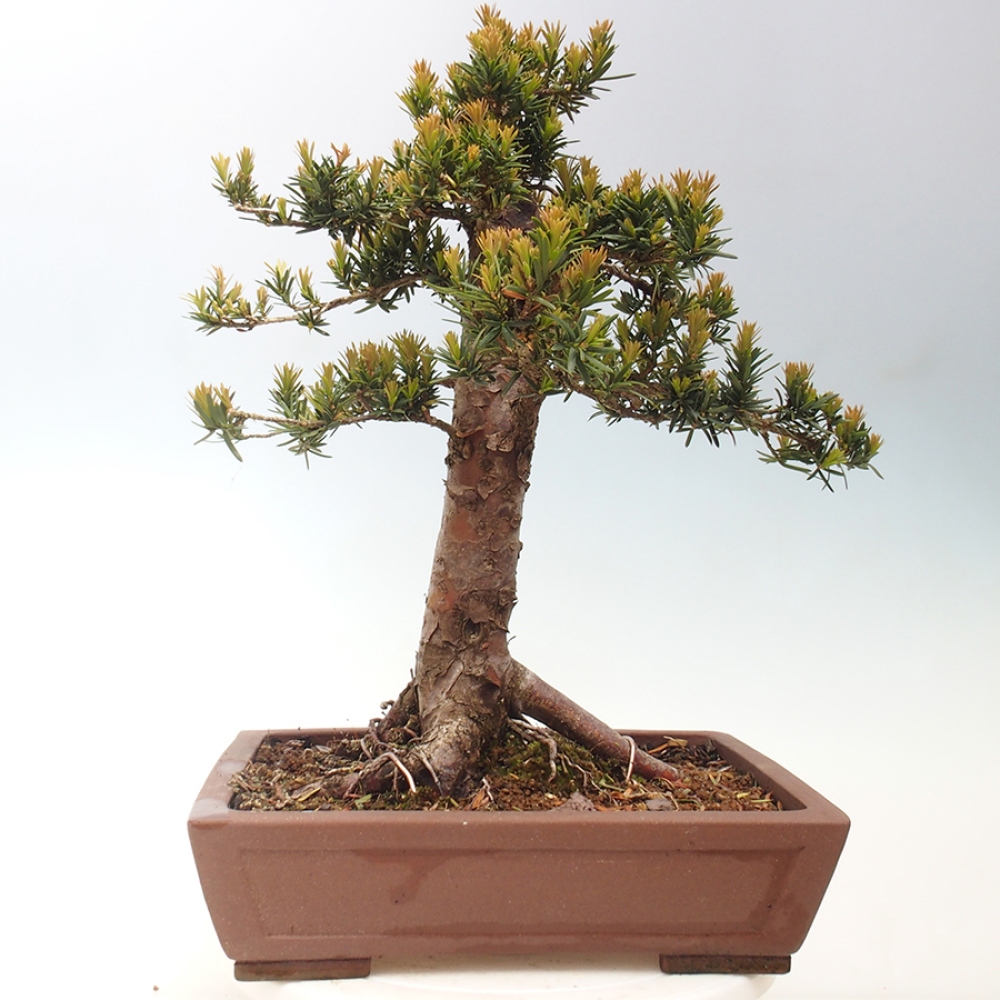 Bonsai na zewnątrz - Taxus cuspidata - cis japoński