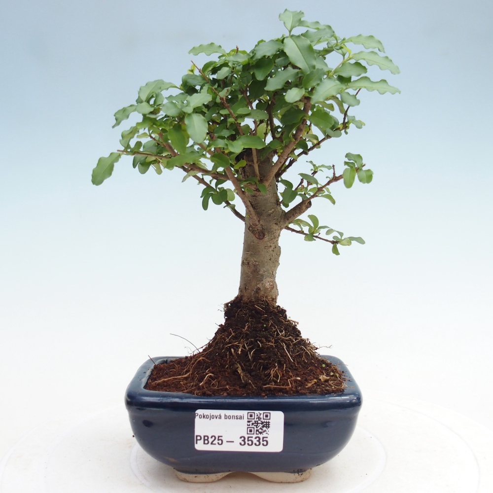 Pokój bonsai - Ligustrum chinensis - Dziób ptaka