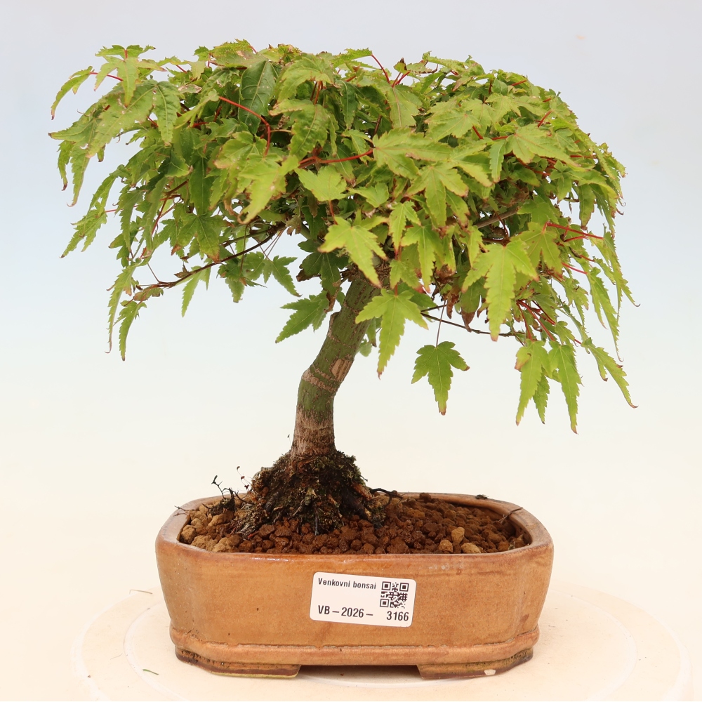 Acer palmatum KIOHIME - klon palmowy