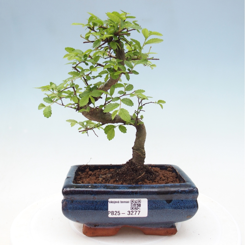 Pokój bonsai - Ulmus parvifolia - Wiąz drobnolistny