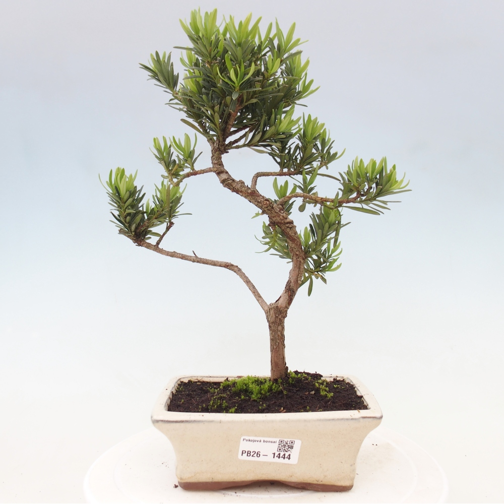Pokój bonsai - Podocarpus - Kamienny cis