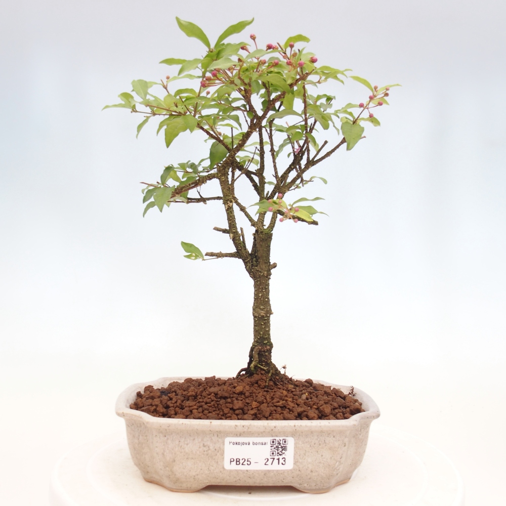 Bonsai pokojowe - Malpighia coccigera - Wiśnia Barbdorska