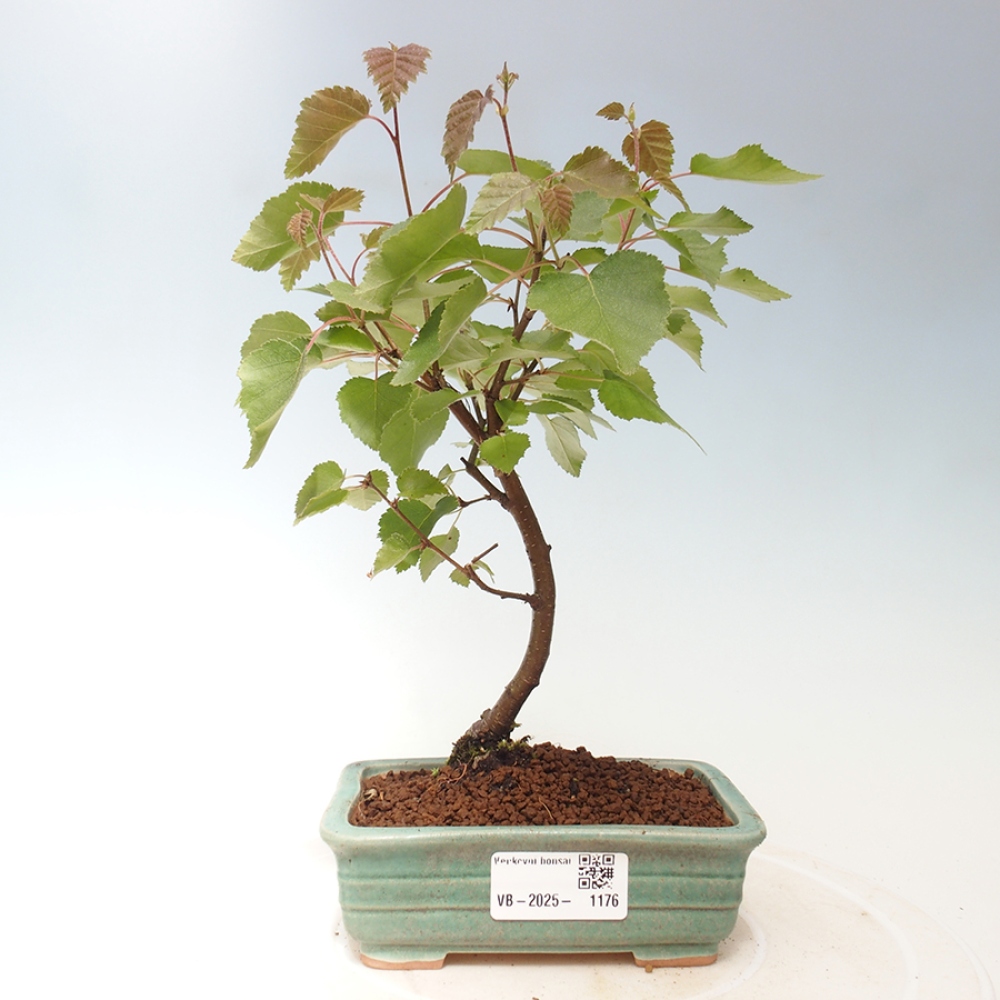 Bonsai zewnętrzne - brzoza karłowata - Betula NANA Treasure