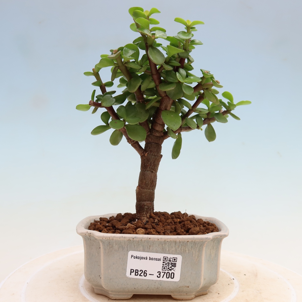 Pokój bonsai - Portulakaria Afra - Tlustice