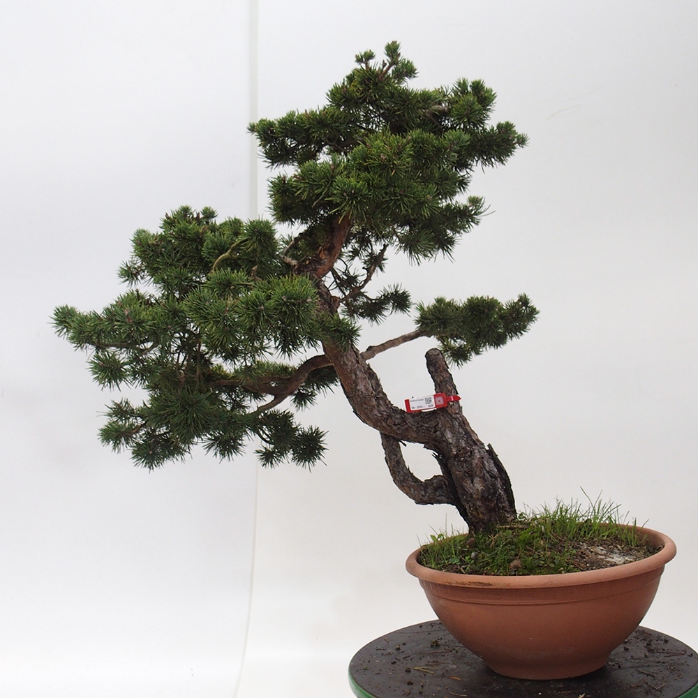 Yamadori - Pinus sylvestris Hiszpania