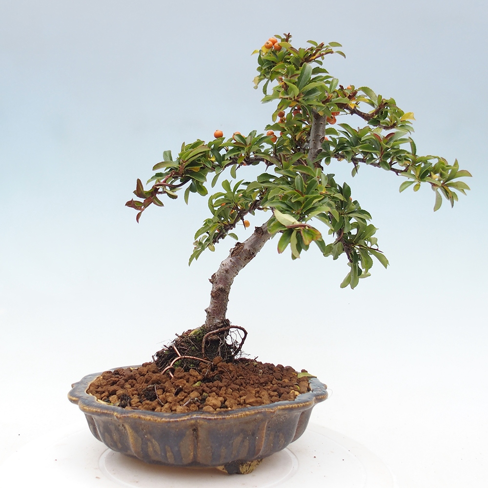 Outdoor Bonsai-Pyracanta Teton-Piekarnia
