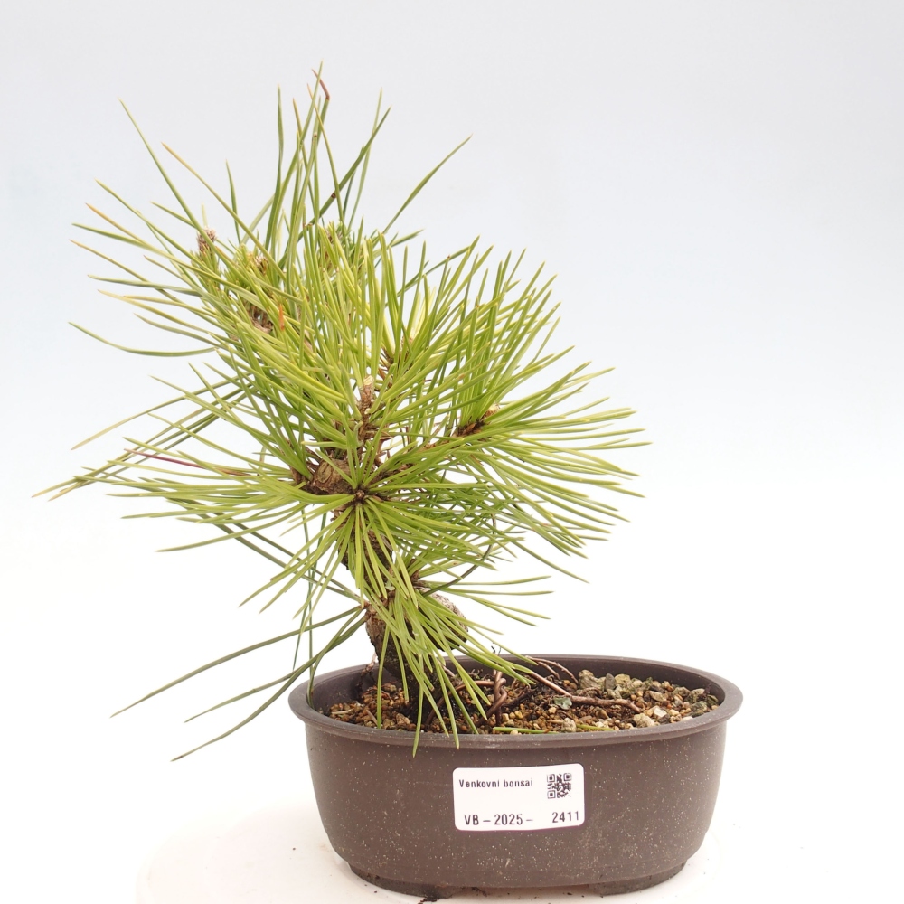Bonsai ogrodowe - Pinus thunbergii - Sosna Thunbergia