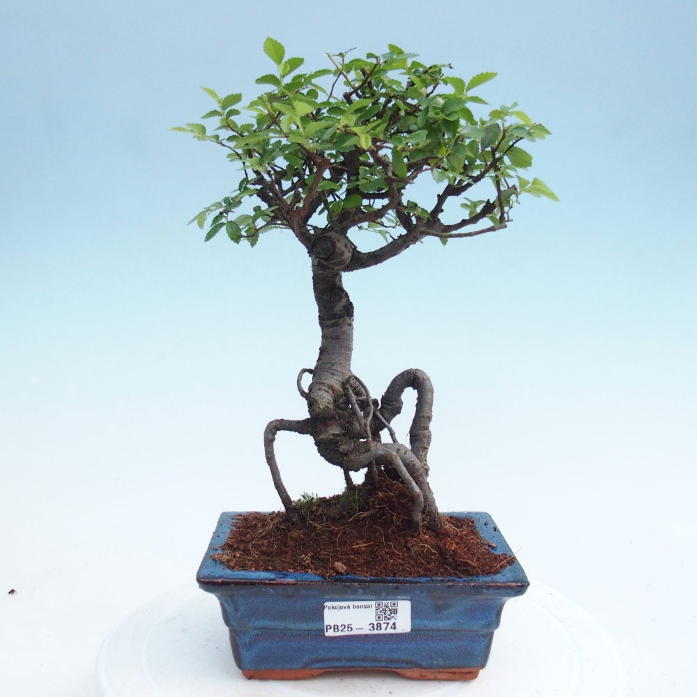 Pokój bonsai - Ulmus parvifolia - Wiąz drobnolistny