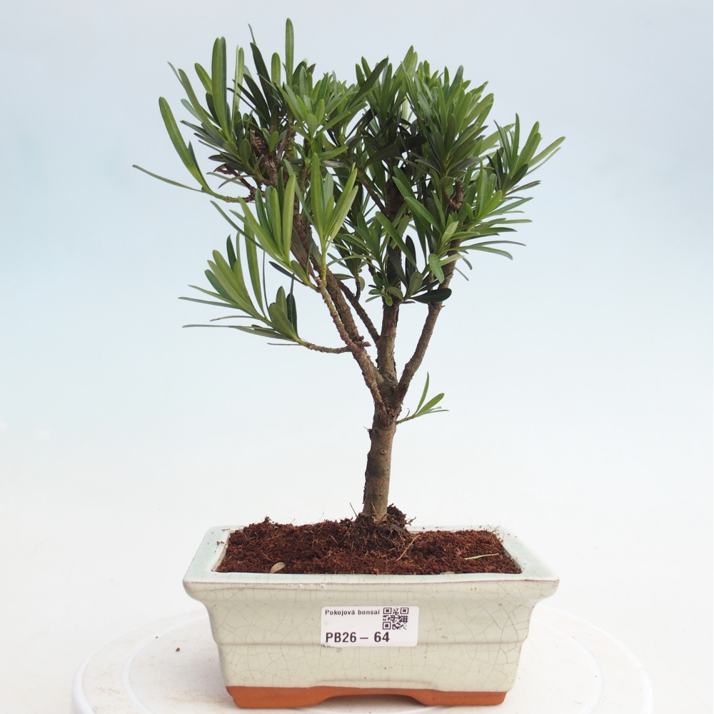 Pokój bonsai - Podocarpus - Kamienny cis