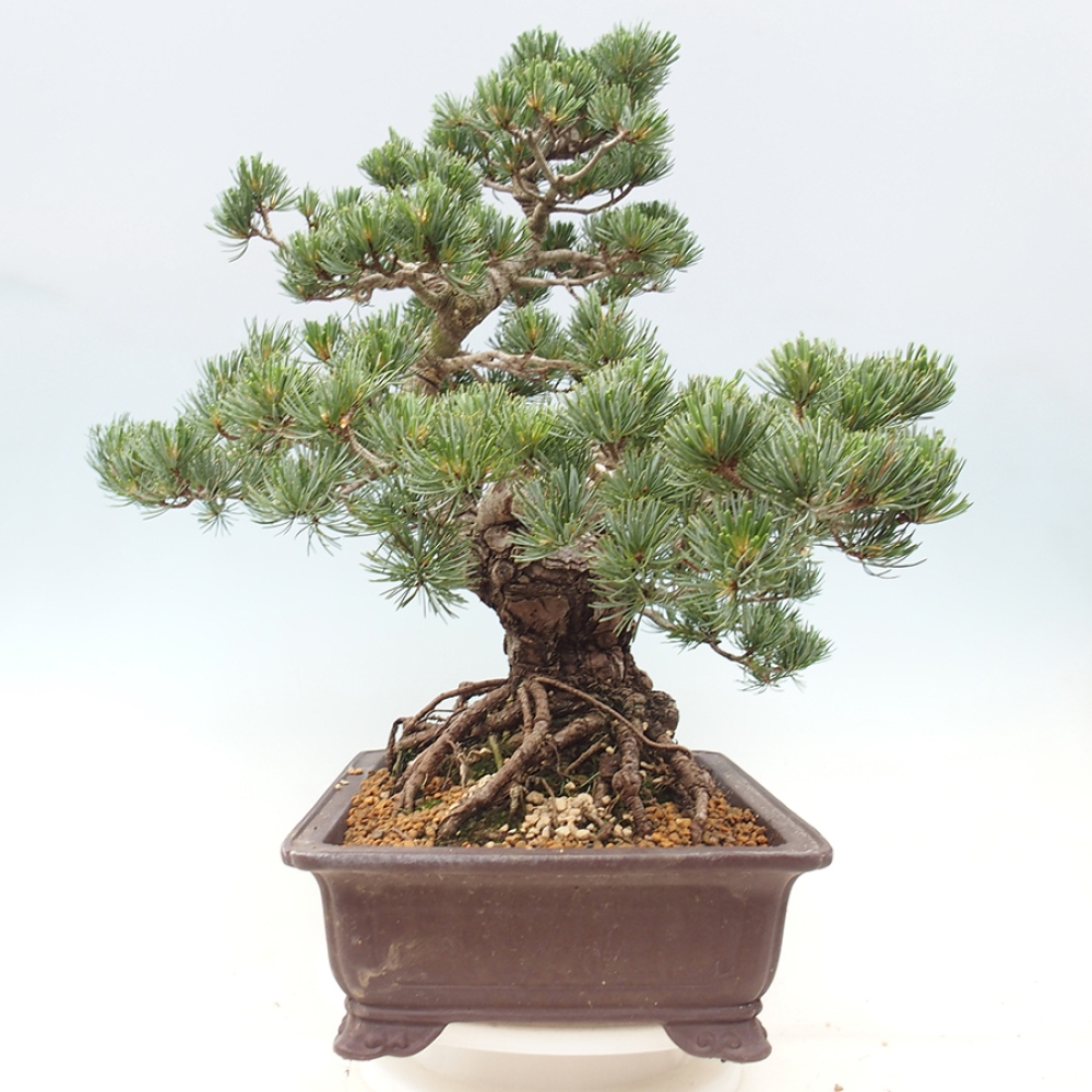Outdoor bonsai - Pinus parviflora - Pinus parviflora