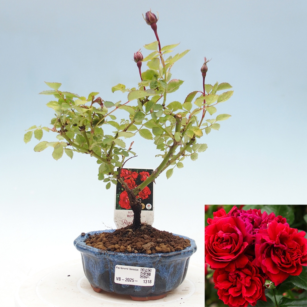 Bonsai na zewnątrz - Rosa Kordes - róża 