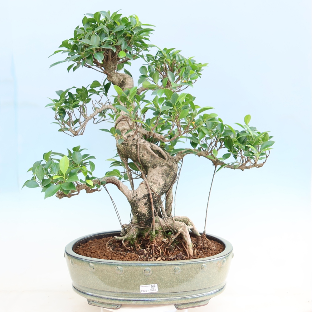 Pokój bonsai - Ficus kimmen - figowiec drobnolistny