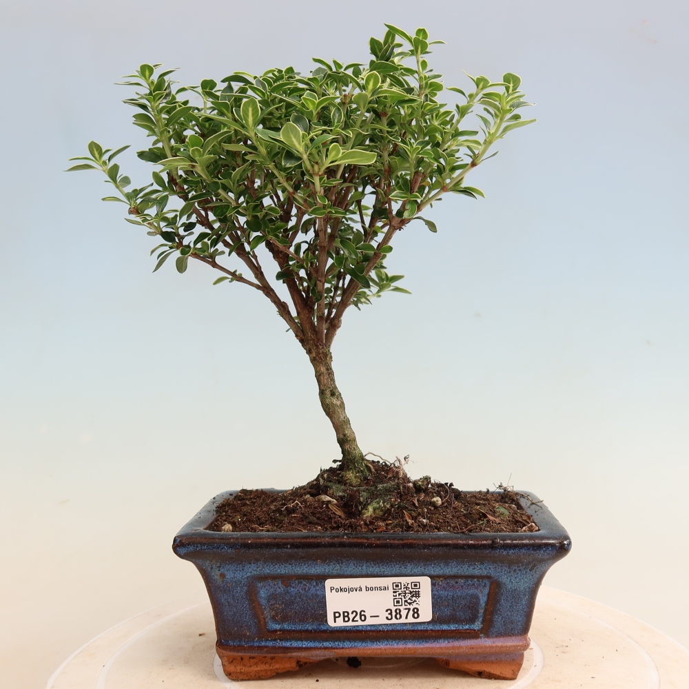Bonsai pokojowe – Serissa foetida Variegata – Drzewo tysiąca gwiazd