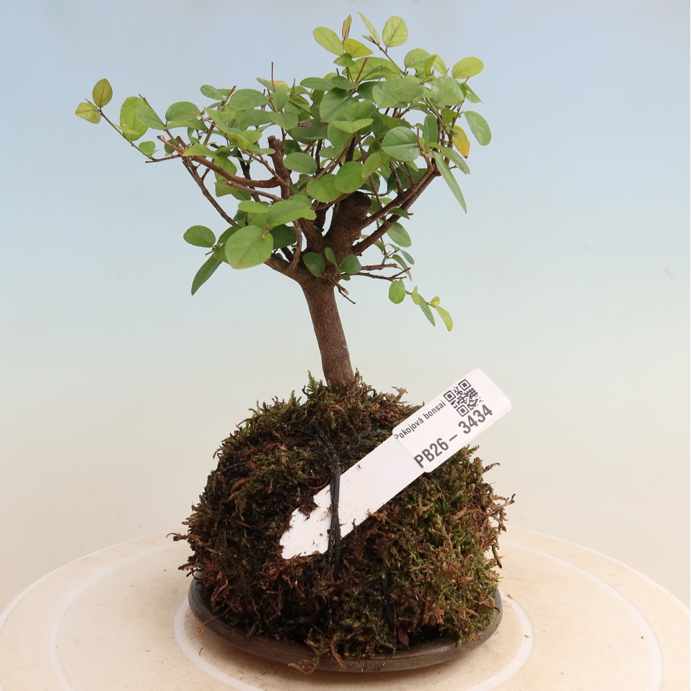 Kokedama z podstawką – Sagerécie thea – Sagerécie thea
