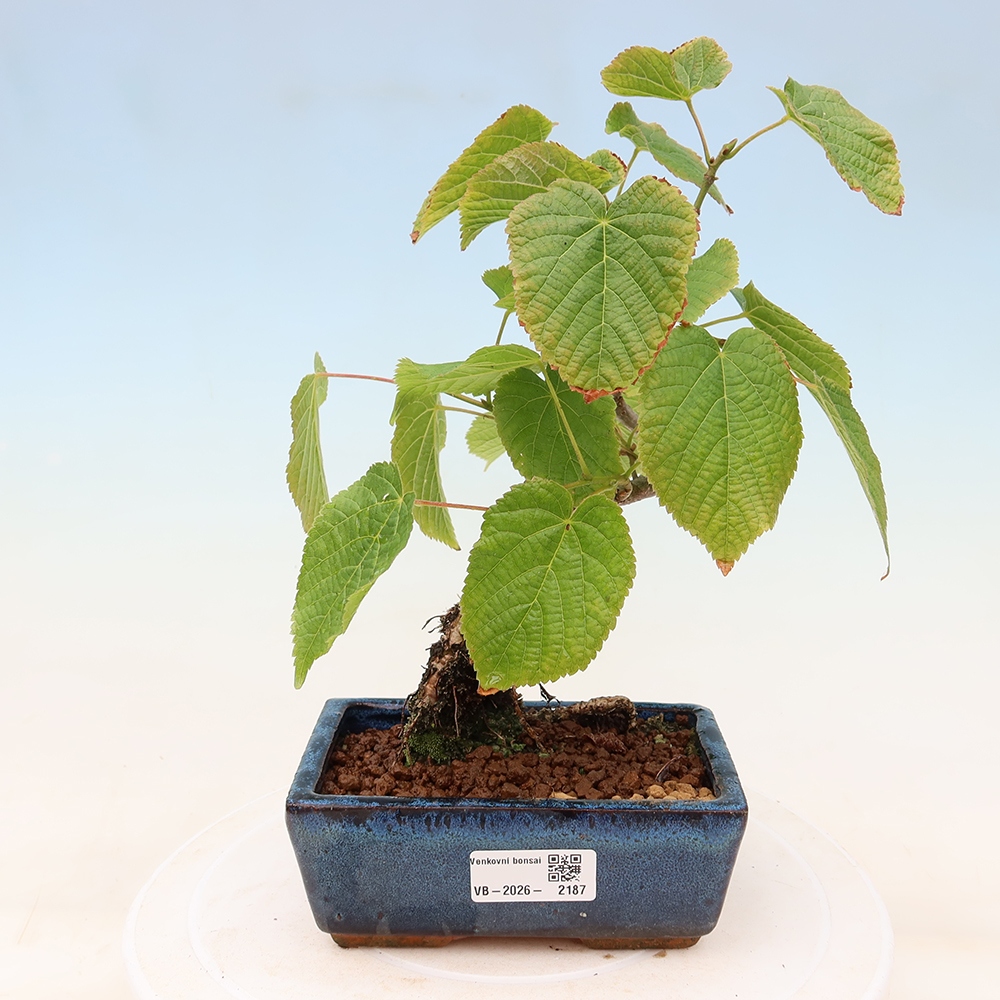 Bonsai ogrodowe – Lipa sercowata – Tilia cordata