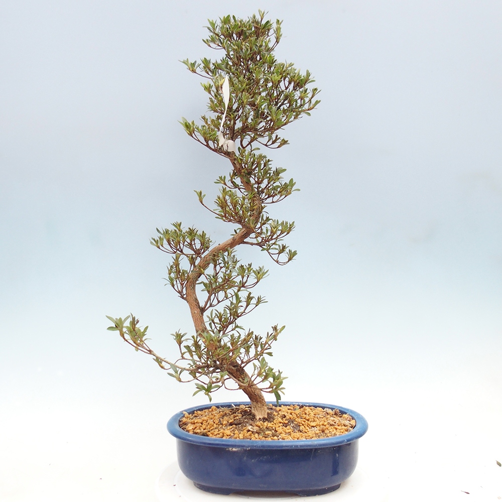 Bonsai zewnętrzne - Azalia japońska - Azalia Hakurin
