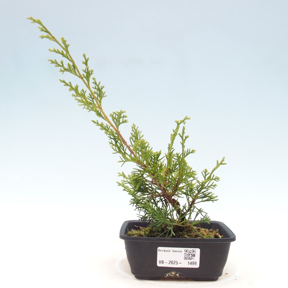 Outdoor bonsai - Juniperus chinensis Itoigawa - Jałowiec chiński