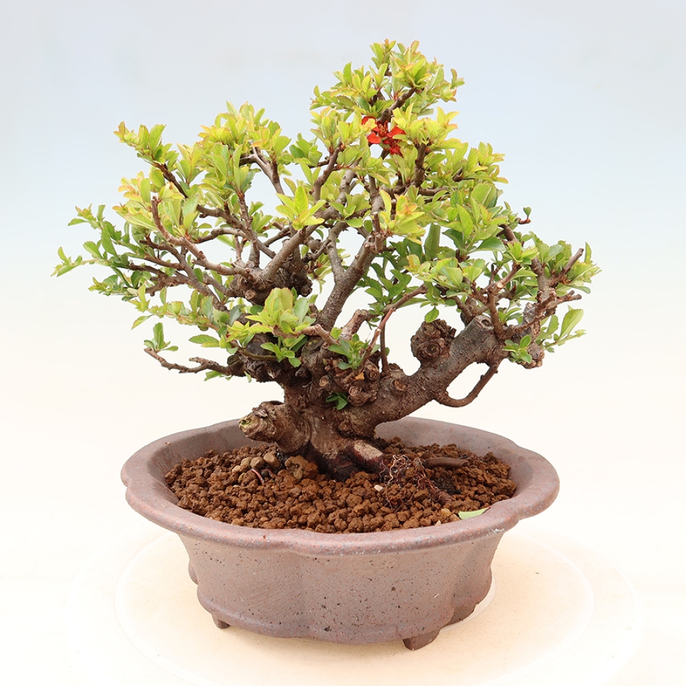 Bonsai zewnętrzne - Chaneomeles speciosa Chojubai