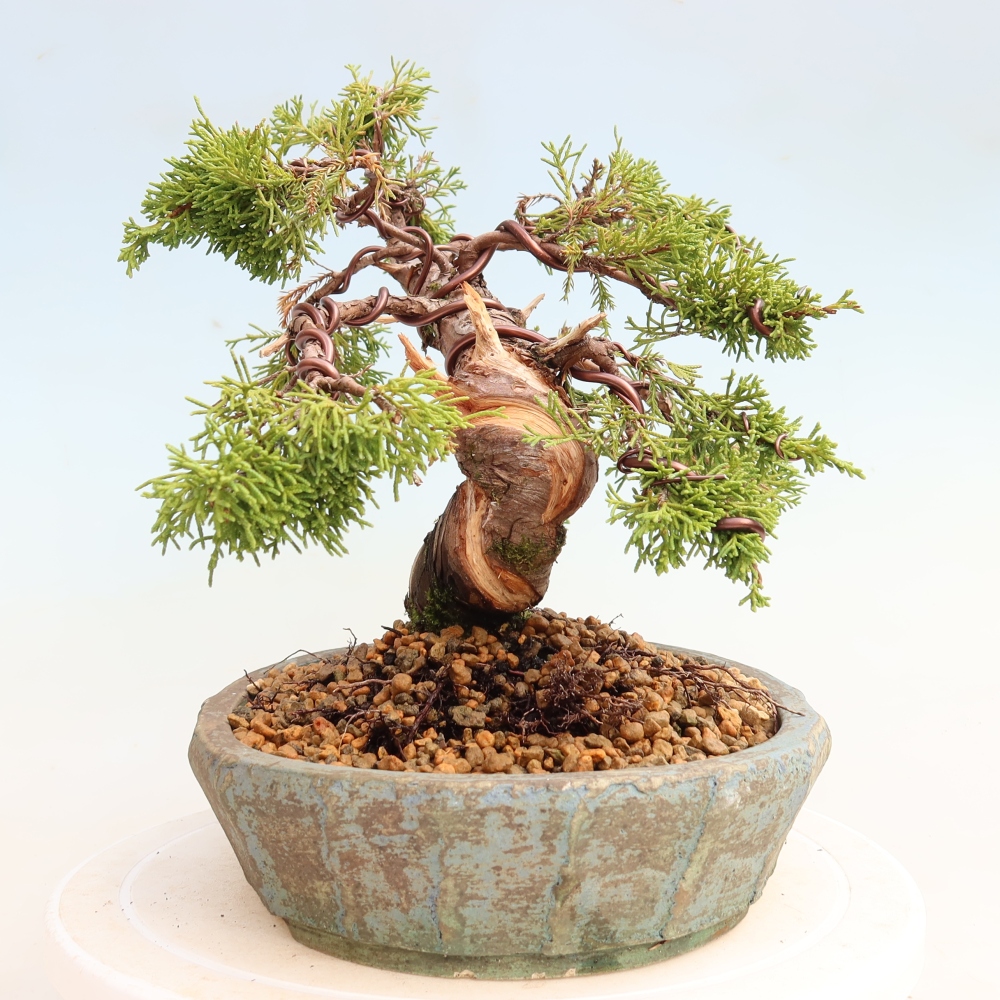 Bonsai ogrodowe – Juniperus chinensis Itoigawa – jałowiec chiński