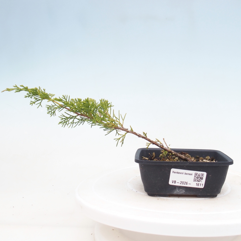 Outdoor bonsai - Juniperus chinensis Itoigawa