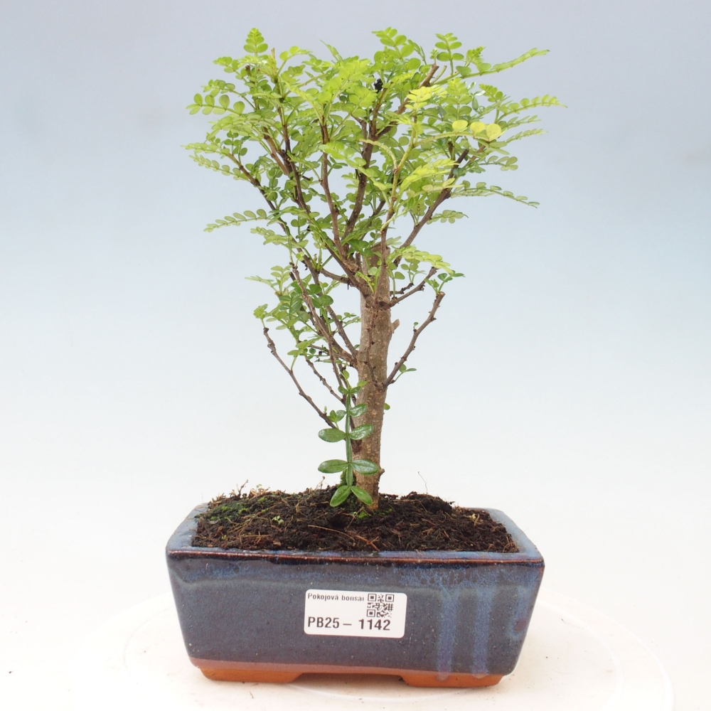 Kryty bonsai - Zantoxylum piperitum - Mięta pieprzowa