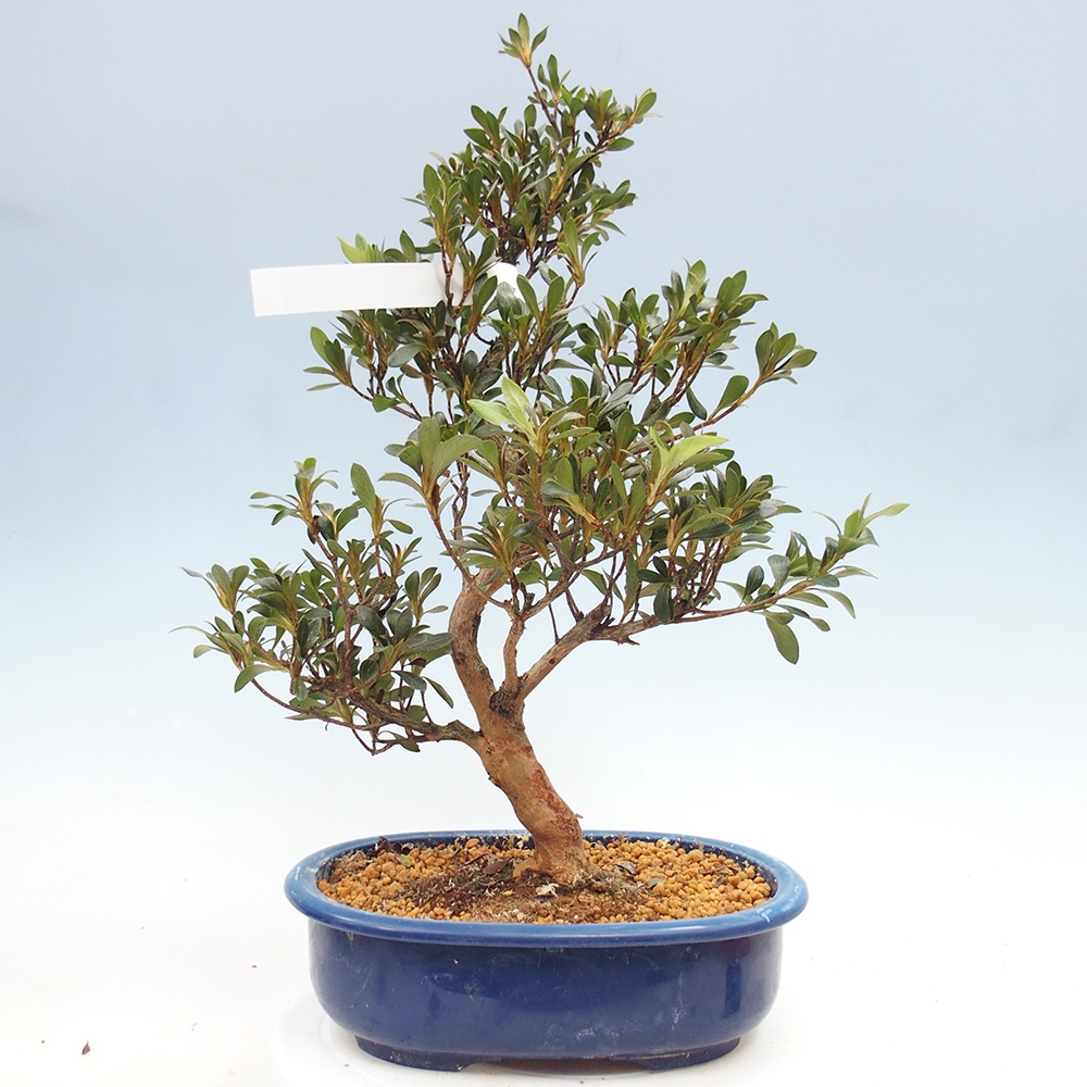 Bonsai zewnętrzne - Azalia japońska - Azalia HANABIN