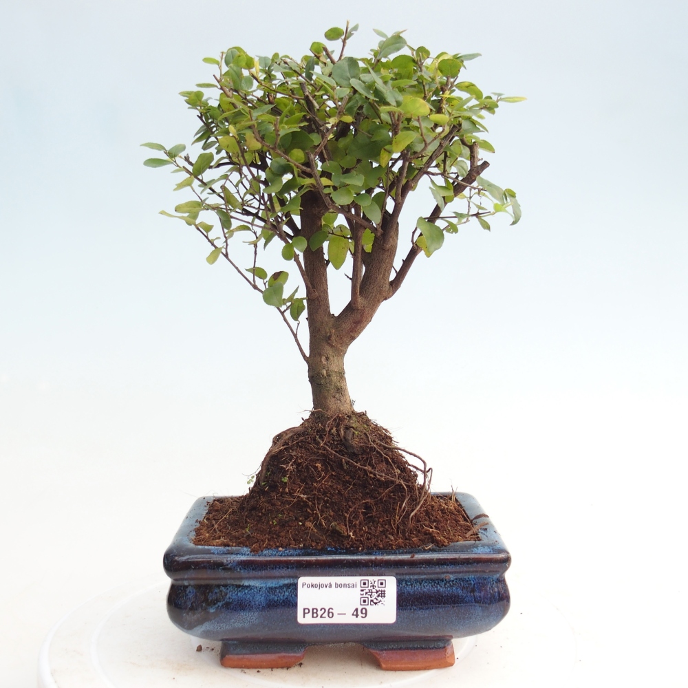 Bonsai pokojowe - Sageretia thea - Sageretia thea