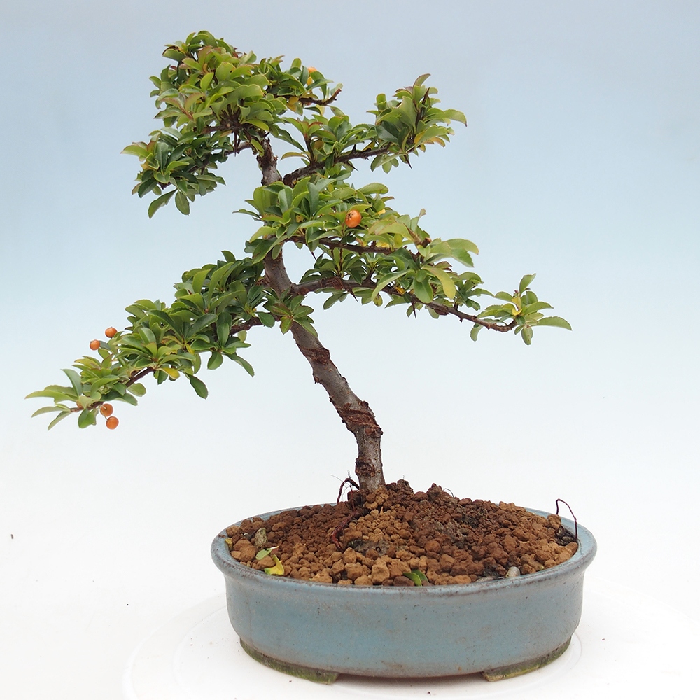 Outdoor bonsai-Pyracantha Teton -Hlox