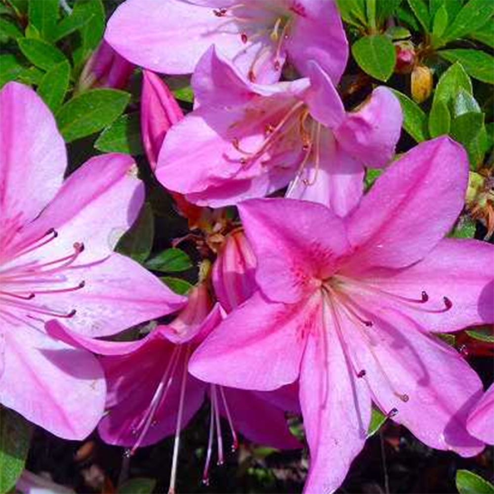 Outdoor bonsai - Azalia japońska - Azalia Nasuno