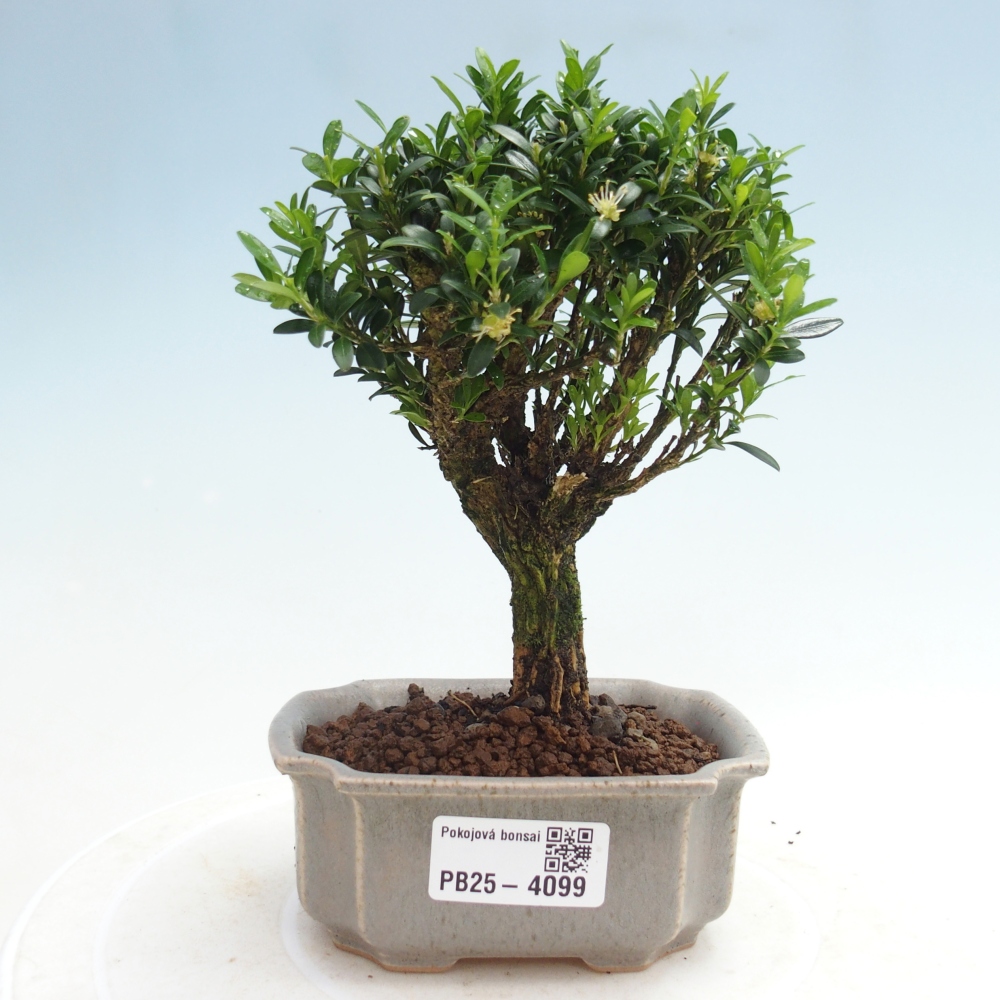Pokój bonsai - Buxus harlandii - buxus korkowy