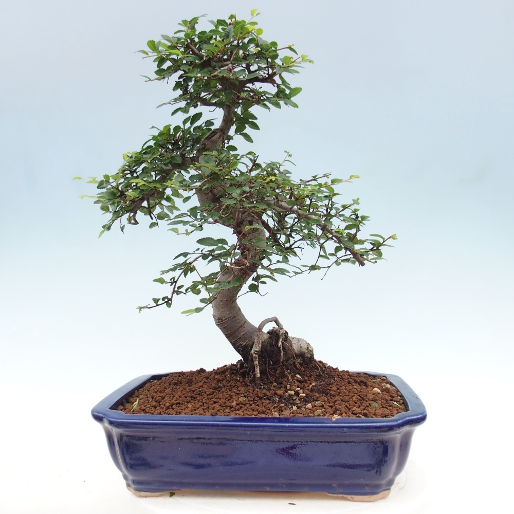 Bonsai wewnętrzne - Ulmus parvifolia - Wiąz drobnolistny
