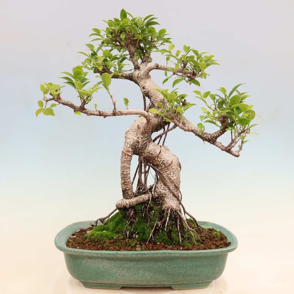 Pokój bonsai - Ficus kimmen - figowiec drobnolistny