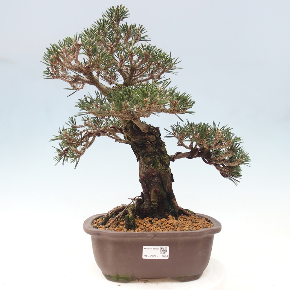 Outdoor bonsai - Pinus thunbergii Kotobuki - Sosna Thunberga