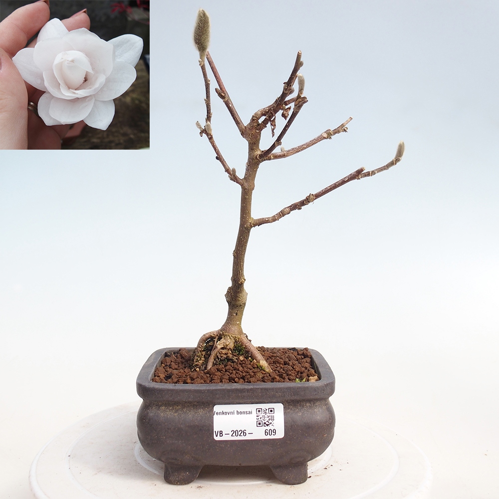 Bonsai na zewnątrz - Magnolia stellata