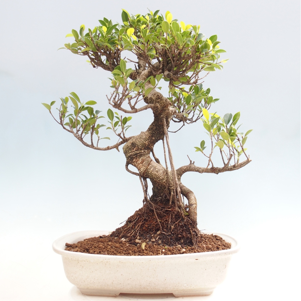 Pokój bonsai - Ficus kimmen - figowiec drobnolistny