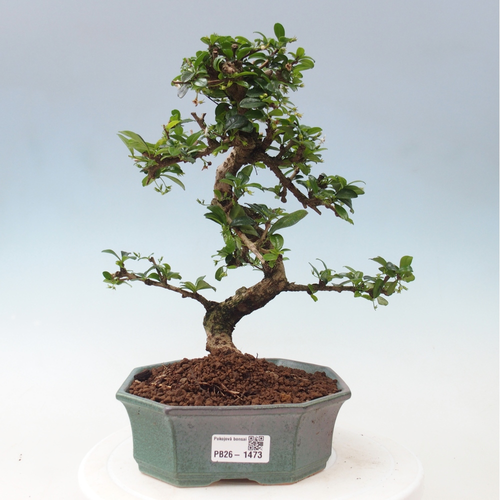 Bonsai wewnętrzne - Carmona makrophylla - Herbata Fuki