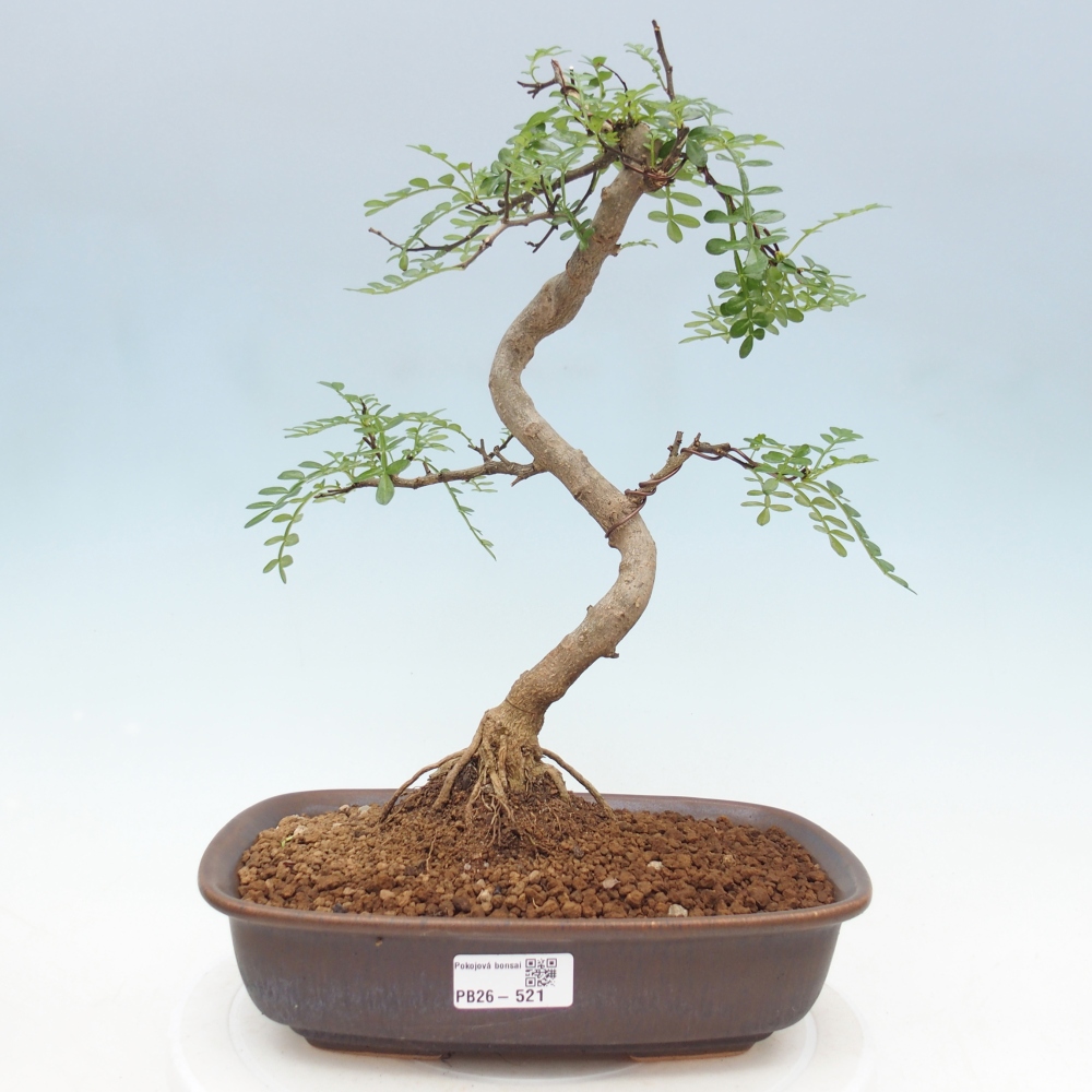 Pokój bonsai - Zantoxylum piperitum - drzewo pieprzowe