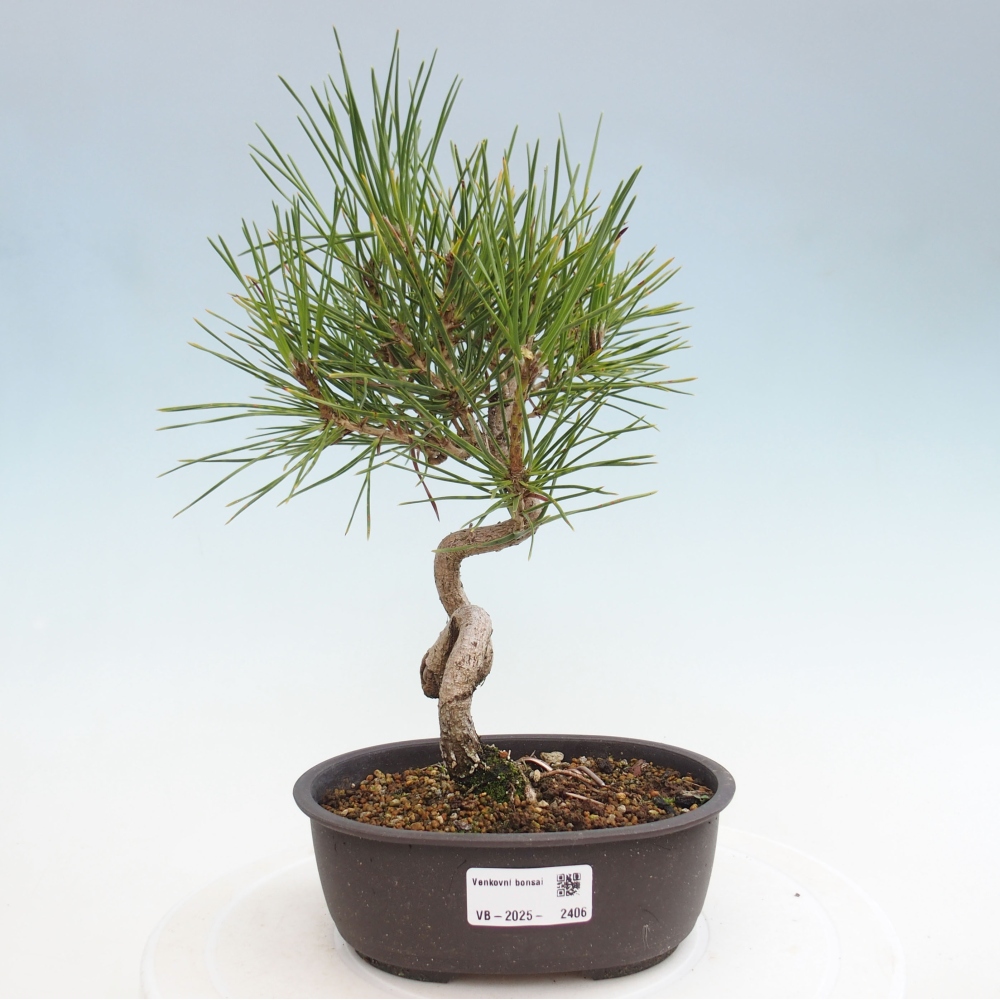 Bonsai ogrodowe - Pinus thunbergii - Sosna Thunbergia