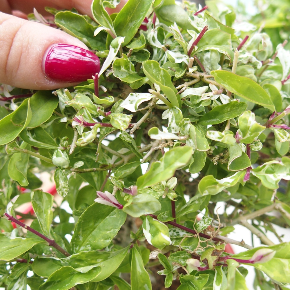 Outdoor bonsai - Ligustrum obtusifolium - Dziób ptasi o matowych liściach