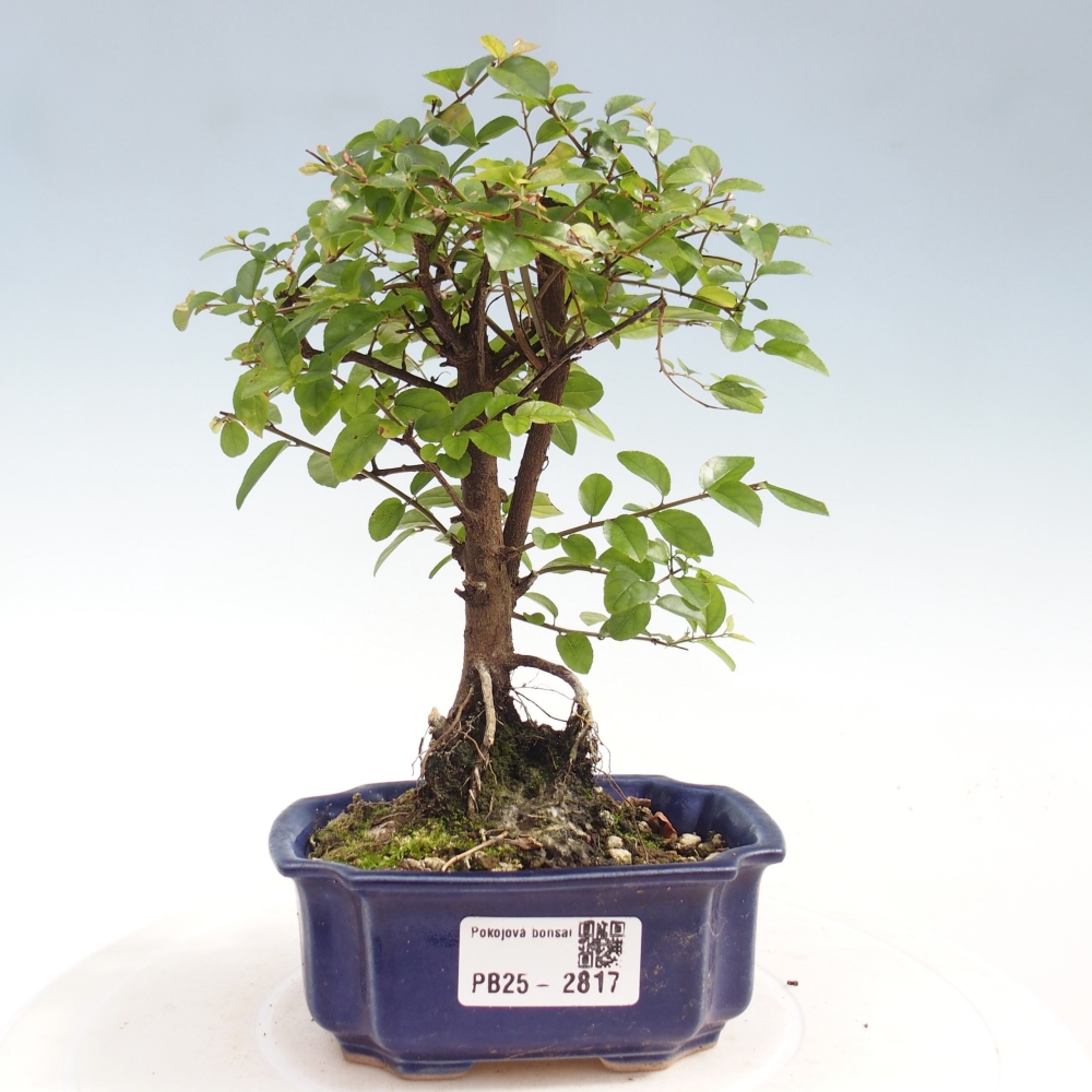 Kryty bonsai - Sagerécie thea - Sagerécie thea