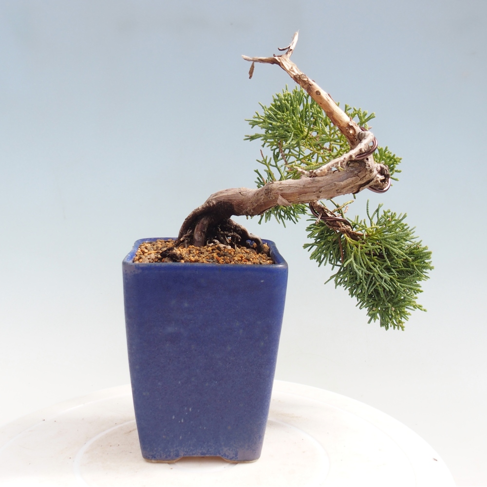 Outdoor bonsai - Juniperus chinensis Kishu